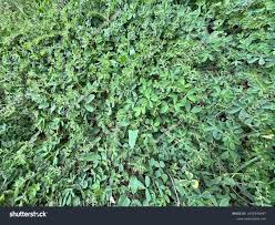 Image result for Euphorbia serpens