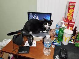 Cat Doing The Cat Meme Cat Memes Cats Memes