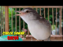 Vidio suara cici padi betina / mikat cici padi merah salome di sawah seruuu by dedi channel : Ciblek Sawah Betina Birahi Gacor Memanggil Jantan Youtube