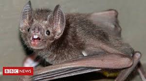 Vampire bats 'French kiss with blood' to form lasting bonds - BBC News