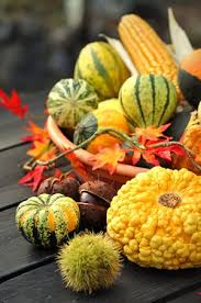 Zierkurbisse Sorten Pflanzen Pflege Und Haltbar Machen Gartendialog De Kurbis Pflanzen Blumen Pflanzen