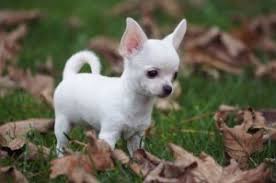 Chihuahua puppies are tiny, but you still need to lift and handle the dogs with care and full support. Chihuahua Puppy Care Doglovely