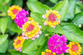If the plants grow too large or leggy, cut them back without fear. Lantana Plants Care And Growing Guide