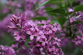 Chinese Lilac Summer Flowers Lilac Perrenials