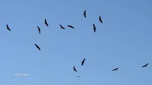 Turkey vultures will notice other vultures circling and flock to the area. Griffon Vultures Circling At Full Moon Youtube