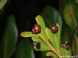 Image result for Phyllocladus
