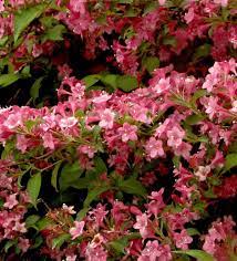 Вейгела гибридная стириака (weigela hybrida styriaca). Weigelie Styriaca Weigela Styriaca
