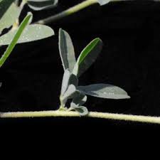 Image result for Crotalaria podocarpa