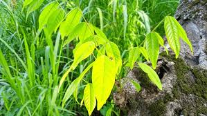 Image result for Alangiaceae