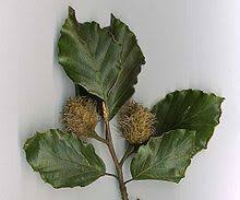 Dawyck purple leaved beech (fagus sylvatica 'dawyck purple'): The Fruit Of The Beech Tree Is Known As Beechnuts Or Mast And Is Found In Small Burrs That Drop From The Tree In Autumn Tree Buds Edible Plants Planting Shrubs