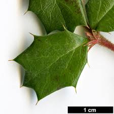 Image result for Berberis darwinii