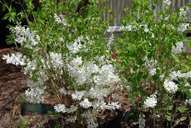 Image result for Indigofera kirkii