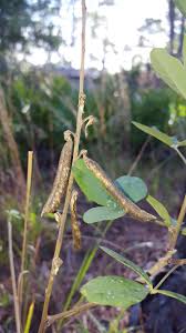 Image result for Crotalaria parvula