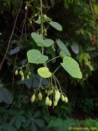 Image result for Adenia mossambicensis