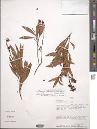 Image result for Rhabdophyllum welwitschii