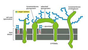 Maybe you would like to learn more about one of these? Cell Wall Definition Examples Diagrams