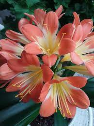 Pin Ot Polzovatelya Olga Olga Na Doske Gippeastrum Komnatnye Cvety Cvety
