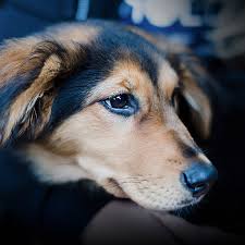 Bis zu 40 % kosten sparen! Pet Sitting Dog Walking Dog Training Pet Relocation Services In Dubai