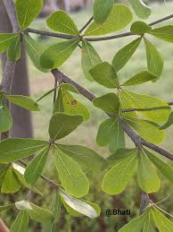 Image result for Terminalia neotaliala