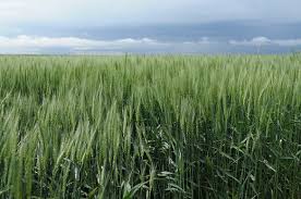 Winter wheat (usually triticum aestivum) are strains of wheat that are planted in the autumn to germinate and develop into young plants that remain in the vegetative phase during the winter and resume growth in early spring. Research Hints At Role For Spring Wheat In Kansas Seed Today