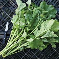 Image result for Brassica rapa