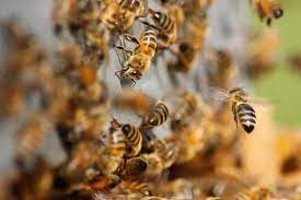 We did not find results for: Why Do We Need To Get Rid Of Honey Bees Bees Removal Melbourne
