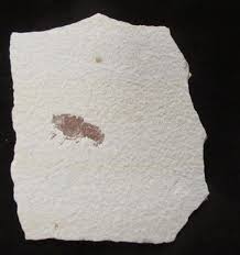 Image result for Glyphaea