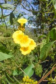 Image result for Sesamum angolense