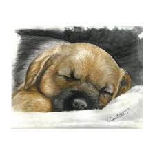 Border terriers are spunky, lively little dogs. Border Terrier Puppy Nap Mixed Media By Daniele Trottier