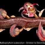 Image result for Bulbophyllum scaberulum