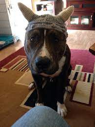Crochet dog hat large free pattern. Ravelry Dog Viking Hat Pattern By Mikayla Hoople