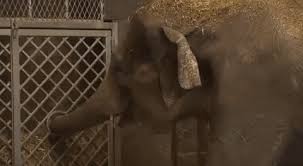 Baby Elephant Falls Asleep Babyelephantgifs