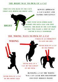 How To Pick Up A Cat Gif 802 1135 Cat Facts Pets Cats Cat Care