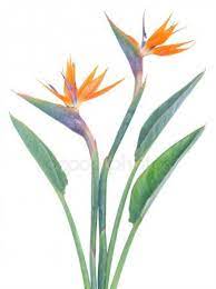 Similar Images To 165410544 Watercolor Bird Of Paradise Flowers Isolated On White Background Paradise Painting Birds Of Paradise Flower Bird Of Paradise Tattoo