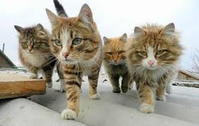 Reservoir Cats Looks Like A Band Photo That S Because It Is A Band Photo For Their New Album Called Reservoir Cats On The Move Cats Cute Cats Cat Pics