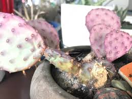 Cactaceae (true cactus family) genus • water: Used To Be Green Now Purple I Don T Water Very Often Once Or Twice A Month And Not Much Water And It Gets Lots Of Sun West Facing Window Do I Need