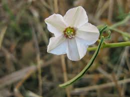 Image result for Ipomoea shirambensis