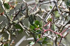 Image result for Putterlickia