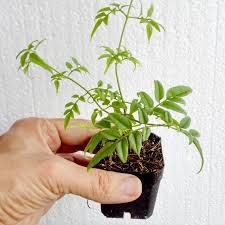 Propagating jasmine cuttings in water with results jasminum officinale grow free jasmine plants. How To Grow Jasmine Indoors Smart Garden Guide