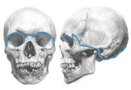 It is the collection of 22 bones, settled by intramembranous ossification, that is joined together by sutures identified as the fibrous joint. Understanding Anatomy The Skull Artists Network