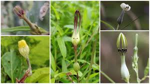 Image result for Ceropegia schultzei