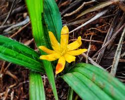 Image result for Curculigo pilosa