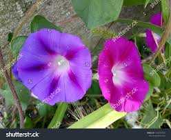 Image result for Astripomoea