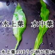 水草アマゾンソードの育て方 植え方 増やし方