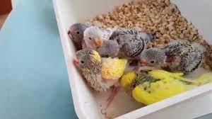 muhabbet kusu bebisler ozel muhabbet kuslari kusu