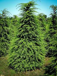 Best Fertilizer Hemlock Trees Cromalinsupport