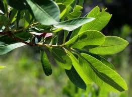 Image result for Ekebergia benguelensis