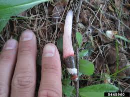 Image result for Mutinus elegans