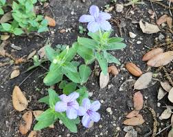 Image result for Vandellia humilis