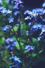Real Black And Blue Flowers Black Background In 2020 Blue Flower Photos Beautiful Flowers Wallpapers Blue Flowers Images